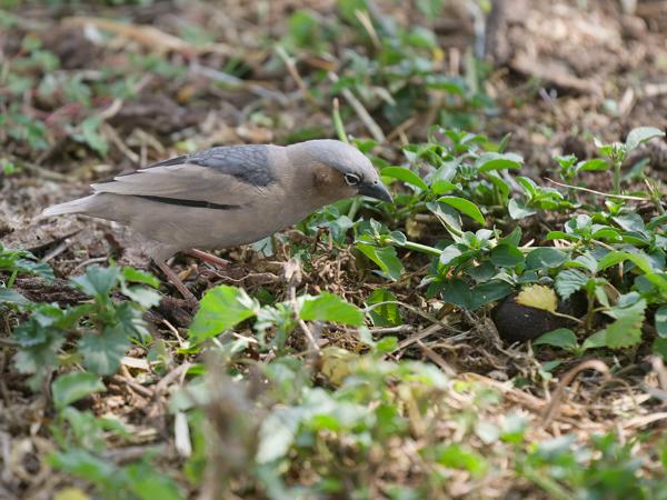 <h3><a href="/trips/tanzania/biota/animalia/chordata/aves/040 passeriformes/113 passeridae/pseudonigrita arnaudi/pseudonigrita arnaudi-nl.html">Pseudonigrita&nbsp;arnaudi</a> / Grey‑capped&nbsp;social&nbsp;weaver / Marmerwever</h3>OM-1 Mark II met OLYMPUS M.150-400mm F4.5, 1/2000 sec  bij F4.5, ISO 2500, afstand 3.91&nbsp;m